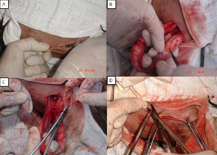 Após o preparo asséptico da região perineal, procedeu-se uma incisão na pele, acima da base do escroto com aproximadamente 5 cm de comprimento, com lâmina de bisturi 23 (Figura 3A).