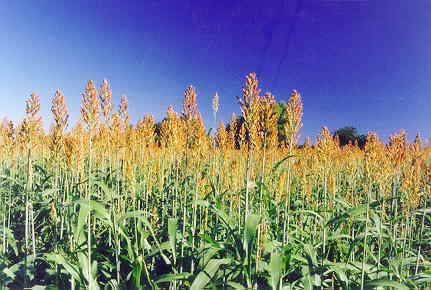 Sertão do Araripe inicia colheita da safra 2004/2005 de sorgo A previsão é que