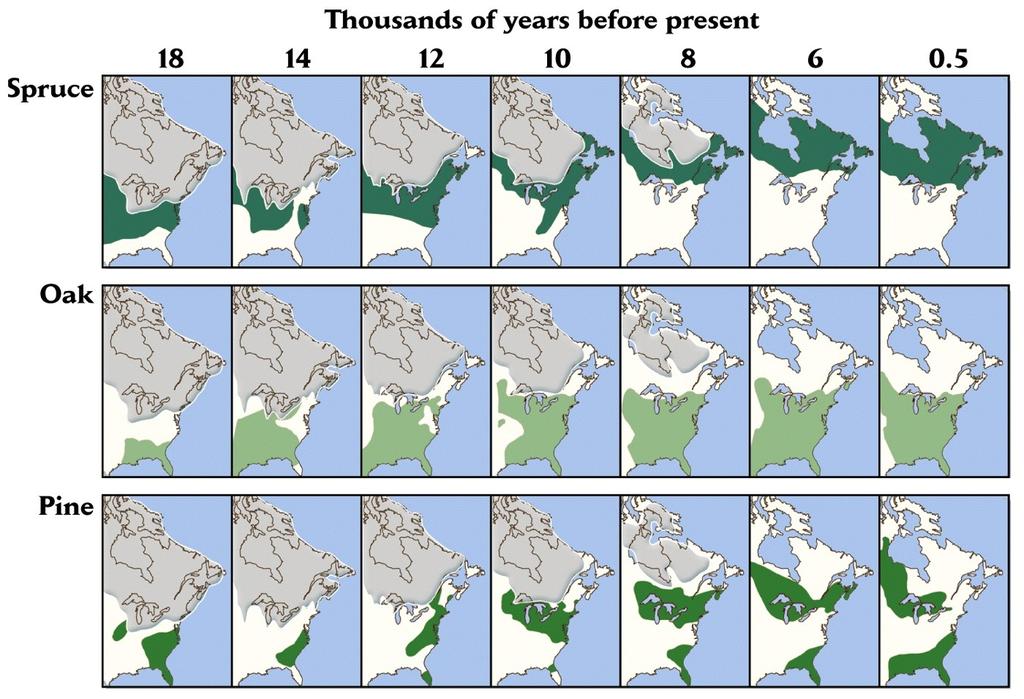 O Papel da História Distribuição geográfica de três espécies de árvores na costa leste