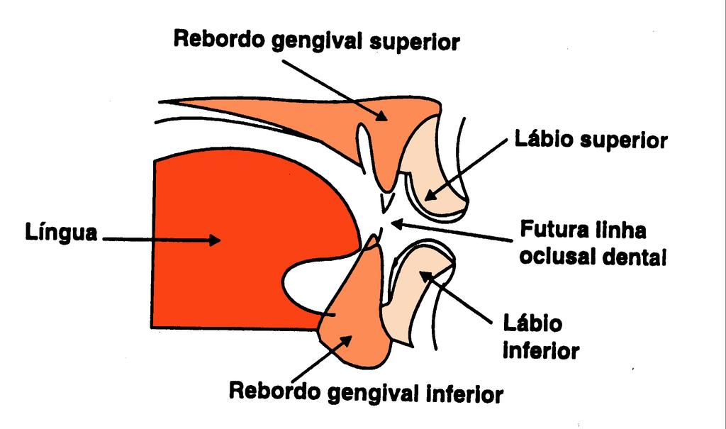 FRONTE LINGUO-LABIAL -Função de detecção ou conhecimento do