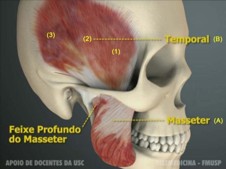 Atividade muscular Atividade coordenada. Receptores sensoriais.