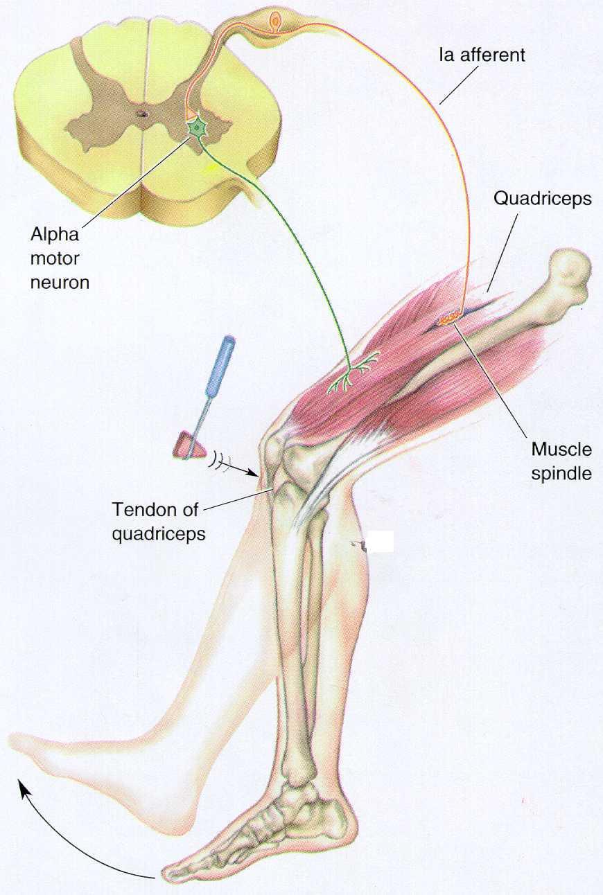 REFLEXO PATELAR (MONOSSINÁPTICO) deformação do tendão patelar (encurtamento) alongamento do quadriceps