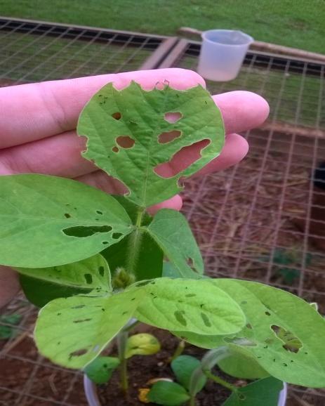 Foi detectada a presença de insetos como tripes (Caliothrips braziliensis).