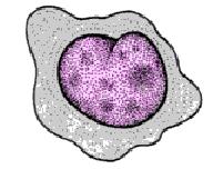 Papel da Imunidade Inata Macrófago Lipopolissacarídeo (LPS) e peptideoglicano Ativação do