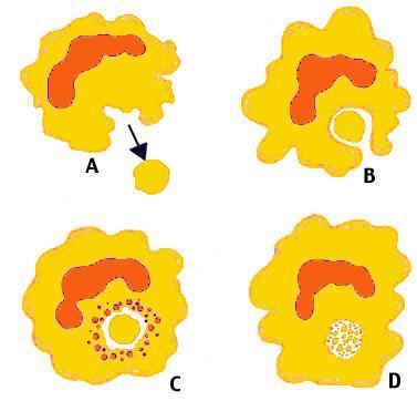 Mecanismos de evasão Inibem formação do fagolisossomo Rompem a membrana do fagossomo e escapam para o