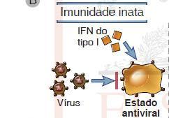 Interferons Tipo I: IFN-alfa e IFN-beta Promovem um estado antiviral das células vizinhas, ainda não infectadas.