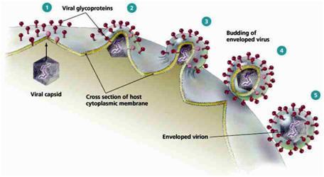 ENVELOPE: Porção de membrana plasmática ou nuclear colhida pelo vírus ao emergir da célula infectada, em um processo