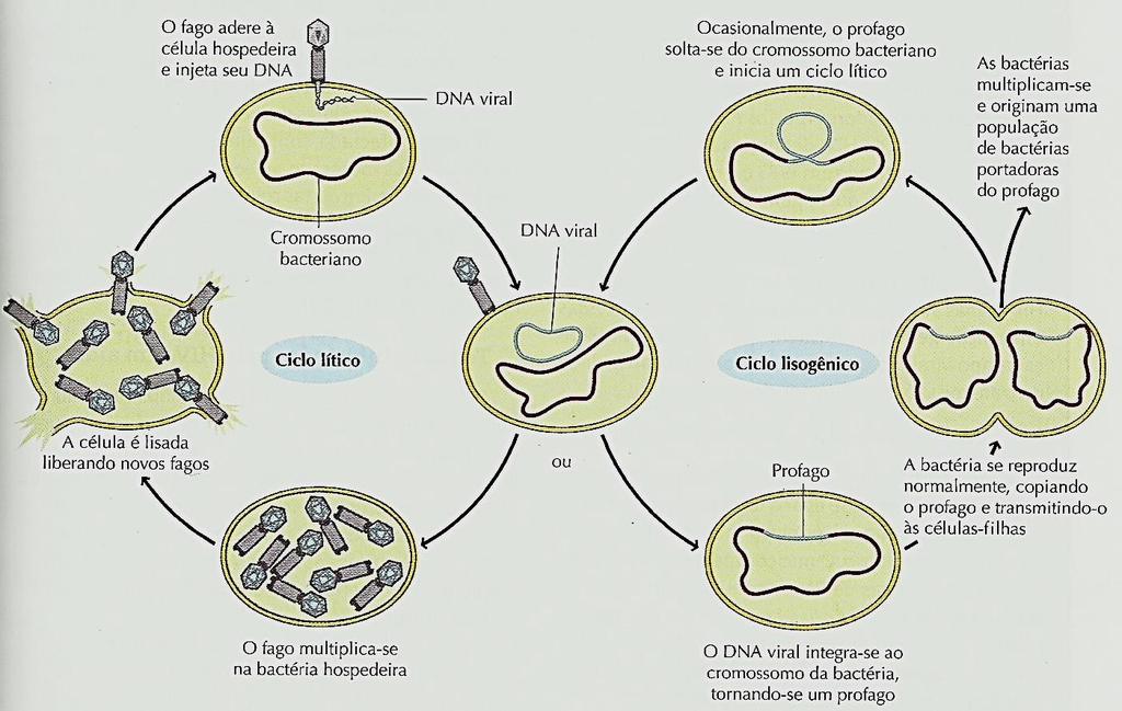 Ciclos