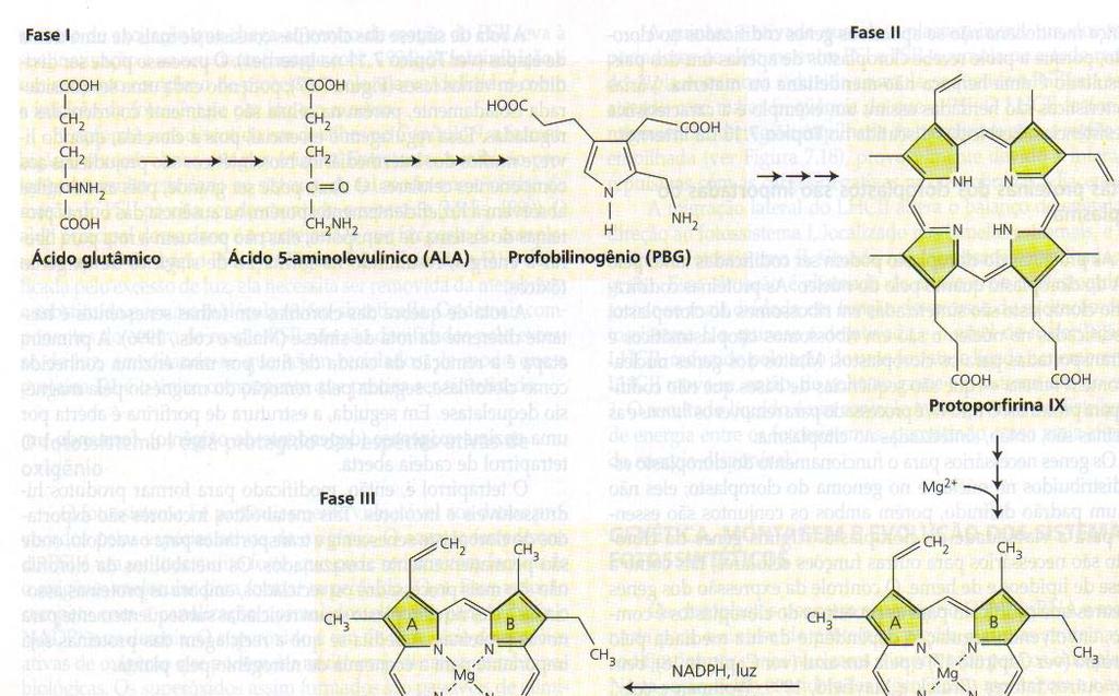 Ácido glutâmico Ácido 5-aminolevulínico (x