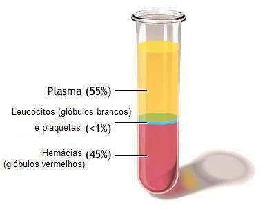 O sangue no organismo - Meio