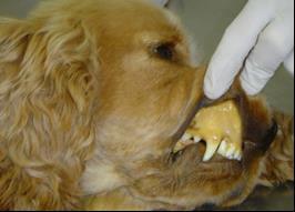 Caso clínico O Cão, Cocker, 25 kg, O O - - macho. Relato: anorexia há 3 dias. Exame clínico: Linfoadenopatia generalizada, mucosas hipocoradas, icterícia, TPC 4 seg.