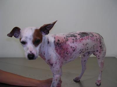 Caso clínico O Dados: O Cão; macho, SRD, 4 anos O Dermatite
