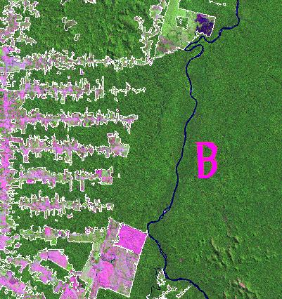 LINHAS DA EXTENSÃO DO DESMATAMENTO SOBRE IMAGEM TM/LANDSAT EDIÇÃO VIRTUAL NA MATRIZ!