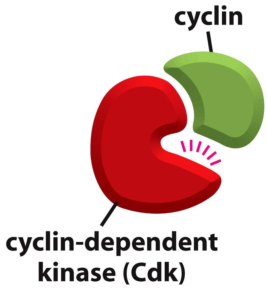 O Ciclo celular é controlado por proteínas - Cinases (kinases) - Fosfatases