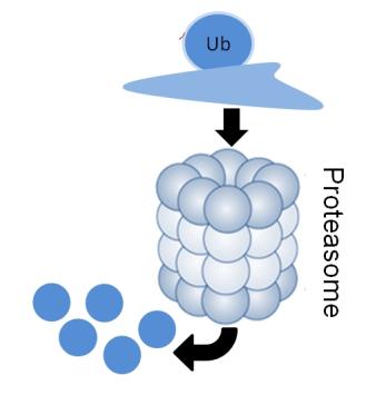 Complexo ubiqui,na-proteassoma proteína conjugada à ubiqui,na é endereçada