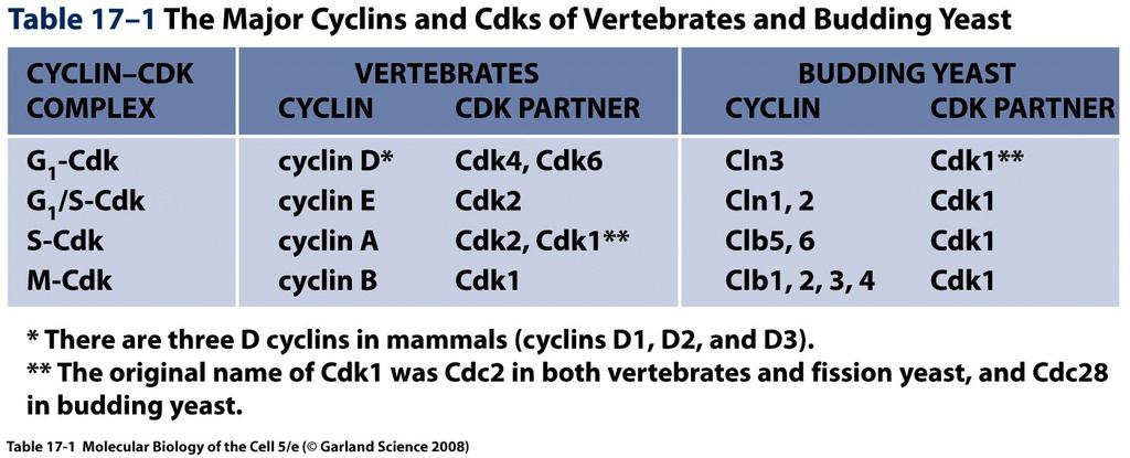 Principais Ciclina-Cdk de vertebrados