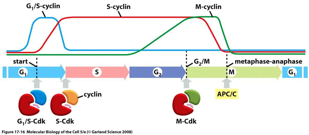 Complexos Ciclina-Cdk - Se es,ver tudo ok no ponto de verificação: - Ciclina-Cdk específicas fosforilam proteínas-chave importantes para o