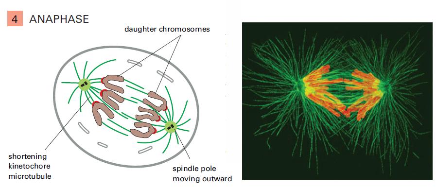 Fase M: anáfase Cromá,des irmãs se separam segregação dos