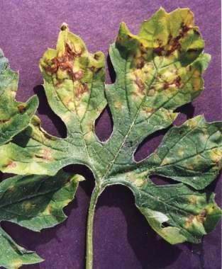 Mancha-de-Leandria (Leandria momordicae) em pepino: aspecto geral do ataque na cultura e folha com manchas esbranquiçadas. Fig. 16.