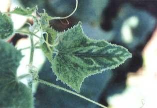 plemento. CASTRO, M. A. S. Leaf blight caused by Corynespora a new disease on cucumber (Cucumis sativus) in the valley of Culiacan, Sinaloa, México and its chemical control. Plant Disease Reporter, v.