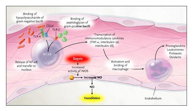 Fisiopatologia da Sepse N Engl