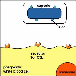 Cápsula Bacteriana inibe fagocitose inibe a ligação da célula fagocítica a bactéria aumenta a virulência da bactéria Bacillus anthracis