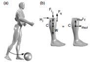 Específicas Exemplos de Forças - Membro inferior Membro Superior - Força Muscular Força peso: P = m.