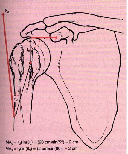 F Forças Musculares Equilíbrio Estático F supraespinhoso