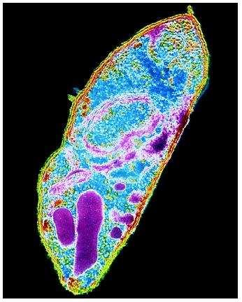 60 Mb; Haploid chromosomes: 2; Plastid 3: Plasmodium falciparum Size: 23 Mb; Haploid