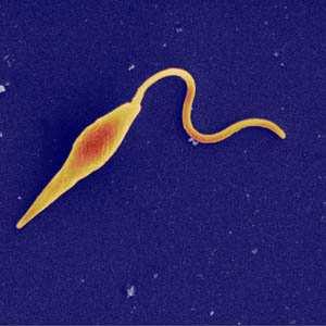 chromosomes: 28; Mitochondrion 1: Leishmania braziliensis Haploid chromosomes: 70 2: