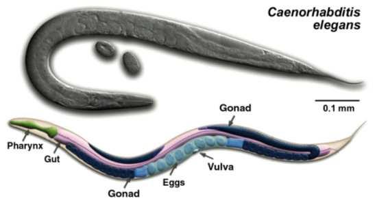 Schistosoma japonicum Mitochondrion Genome sequencing status: draft assembly 2: