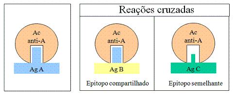 Características para o reconhecimento de antígeno Reações cruzadas: Habilidade de um sítio de combinação de anticorpo em particular de