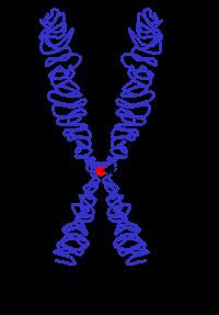 5 5 (1) Cromossomo (2) Centromero.