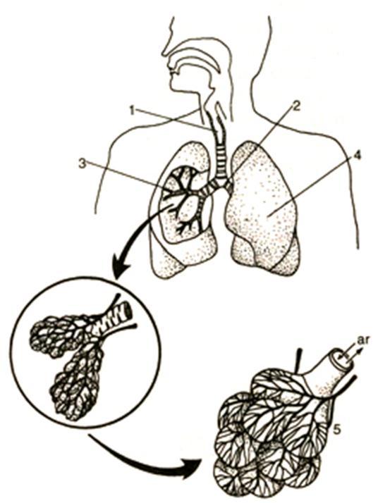 Sistema respiratório I 12. Observe o esquema; Identifique: a) os órgãos apontados pelas setas de um a quatro. b) o detalhe representado em cinco. c) o local das trocas gasosas.