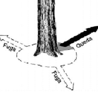 g) Preparar os caminhos de fuga, por onde a equipe deve se afastar no momento da queda da árvore.