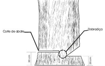 l) Cortar abertura da boca horizontal no tronco (sempre no lado de queda da árvore) a uma altura de 20 cm do solo.