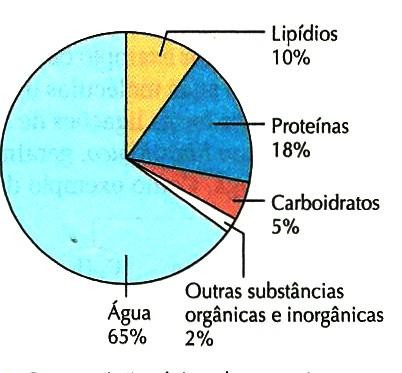 Composição típica do organismo humano. As proteínas respondem pelo segundo lugar, depois da água. Há vinte aminoácidos comumente encontrados em proteínas.