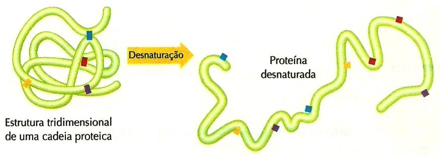 3.3 Desnaturação proteica A atividade e a importância das proteínas nos organismos vivos está intimamente relacionada com a sua estrutura tridimensional, que é mantida por meio de interações