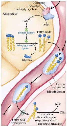 Mobilização dos Lipídios nos Adipócitos Baixos níveis de glicose no sangue causa a liberação de glucagon e adrenalina; Estes hormônios ligam receptores específicos na superfície celular; Adipócito