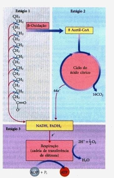 β- Oxidação Tem como função oxidar os ácidos