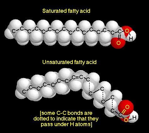 Lipídios de armazenamento Óleos e gorduras são compostos altamente reduzidos e derivados dos ácidos graxos.