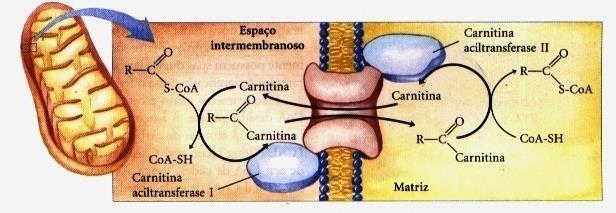 Síntese e degradação não ocorrem ao mesmo