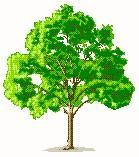 Impactos da colheita da copa das árvores (resíduos) Remoção da copa Aumento da temperatura Aumento