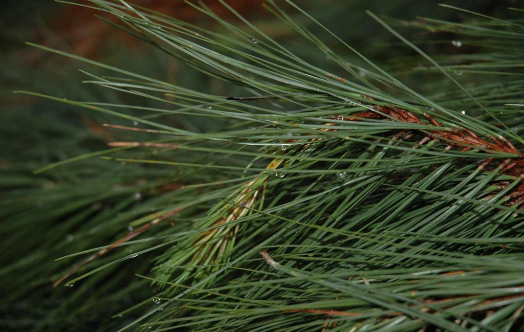 Precipitação (mm) Interceptação (%) Relação da interceptação e precipitação em floresta de Pinus taeda Interceptação da Água da Chuva 450,0 400,0 350,0 300,0 250,0 200,0 150,0 100,0 50,0