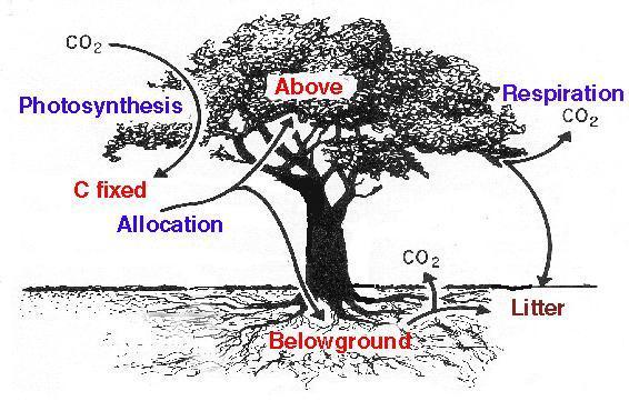 ECOLOGIA DA PRODUÇÃO EM FLORESTAS CO 2 Fotossíntese Acima do solo Respiração CO 2 Carbono fixado