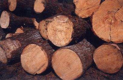 Remoção de nutrientes através do desbaste Pinus taeda Idade Biomassa N P K (anos) Mg ha