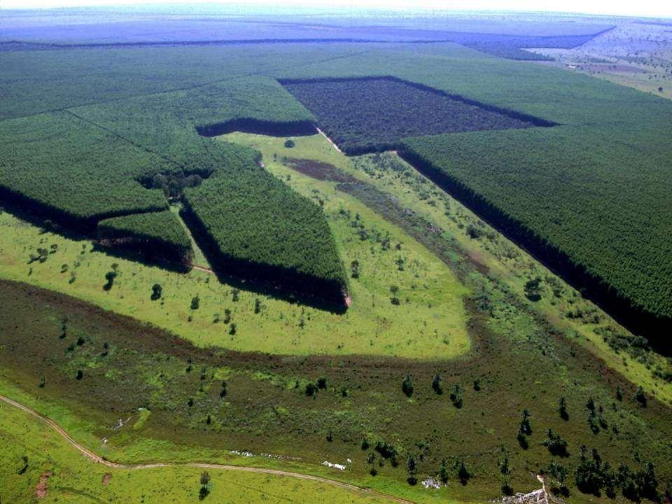 Plantio Eucalipto DEMARCAÇÃO DE RL E PP Reserva Legal Formada Proteção dos Recursos Hídricos Nascente Proteção à