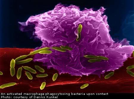 Fagócitos Células cuja função primária é identificar, ingerir e destruir patógenos.
