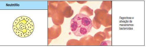 Neutrófilos - População mais abundante de leucócitos circulantes; - Medeiam as fases iniciais das reações inflamatórias; - Citoplasma com grânulos contendo enzimas (lisozima, colagenase ), lisossomos