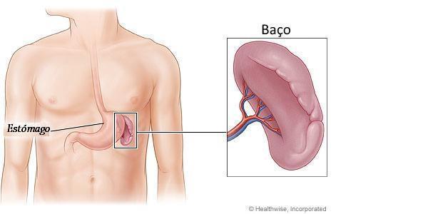 Baço - Situado atrás do estômago - Coleta de partículas (imunocomplexos e microrganismos opsonizados) da circulação sanguínea e